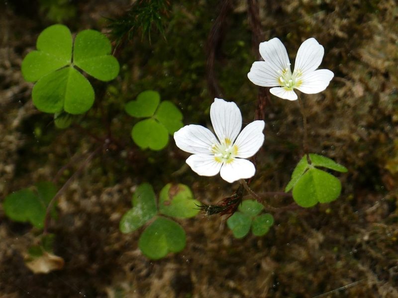 Acetosella: il superfood dimenticato che sta conquistando la scena gastronomica