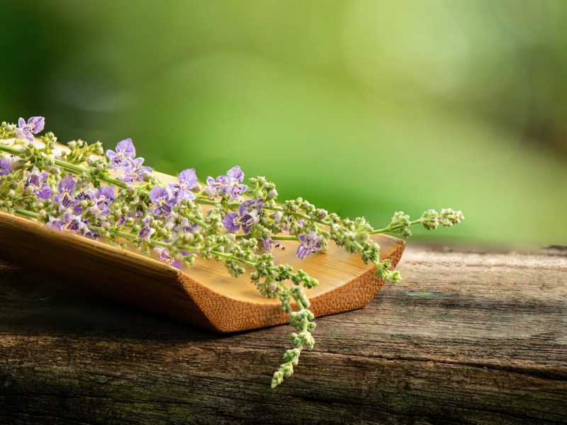 Agnocasto: il segreto naturale per ritrovare equilibrio e benessere