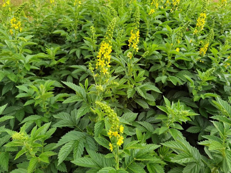 Segreti e benefici dell’Agrimonia: scopri le proprietà di questa pianta dalle mille virtù