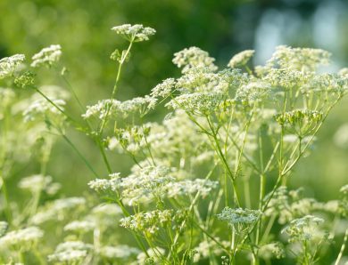 Anice Verde: il segreto di benessere e gusto da scoprire