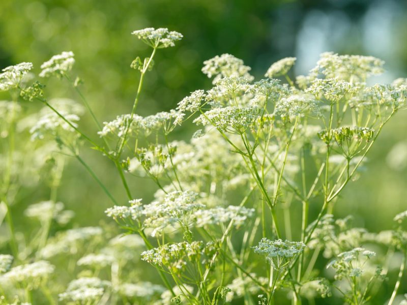 Anice Verde: il segreto di benessere e gusto da scoprire