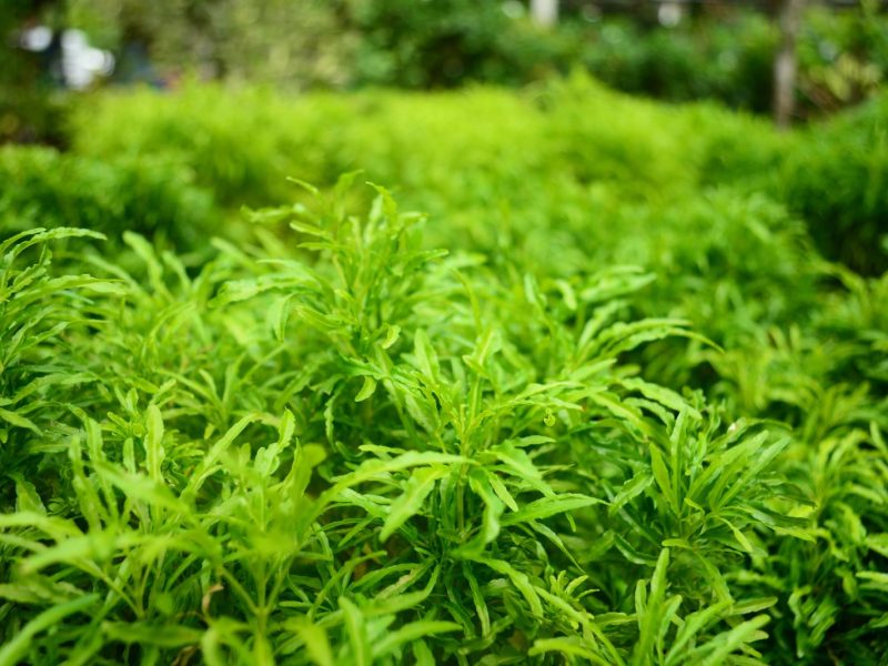 Scopri i segreti dell’Aralia: benefici, curiosità e utilizzi inaspettati