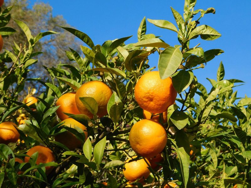 Arancio Amaro: il segreto dietro il suo gusto unico e le sue incredibili proprietà!