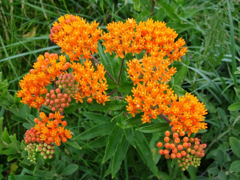 Asclepias: la pianta miracolosa che protegge la natura e la salute