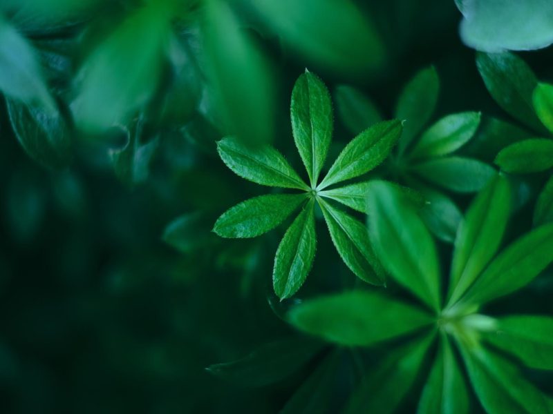 Asperula: il segreto della bellezza naturale rivelato