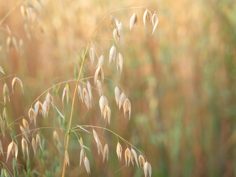 Scopri i benefici dell’avena: il superfood che fa bene alla salute!