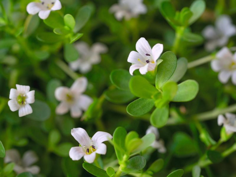 Bacopa: la pianta miracolosa che migliora la memoria e combatte lo stress