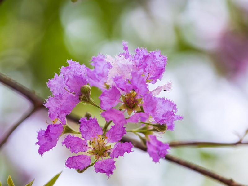 Bellezza e benessere con il Banaba: tutti i segreti di questa meravigliosa pianta