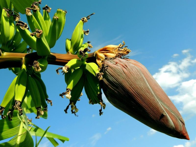 Banano: il superfrutto che rivoluzionerà la tua dieta!
