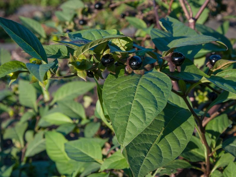 Segreti e misteri della belladonna: la pianta velenosa che incanta