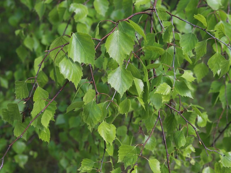 Segreti di bellezza della betulla: scopri i benefici per la tua pelle e i capelli!