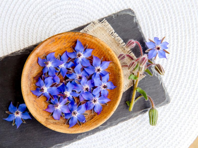 Borragine: il segreto della salute e del benessere!