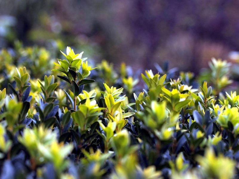 Scopri i segreti del Bosso: guida completa alle piante sempreverdi più amate in giardino