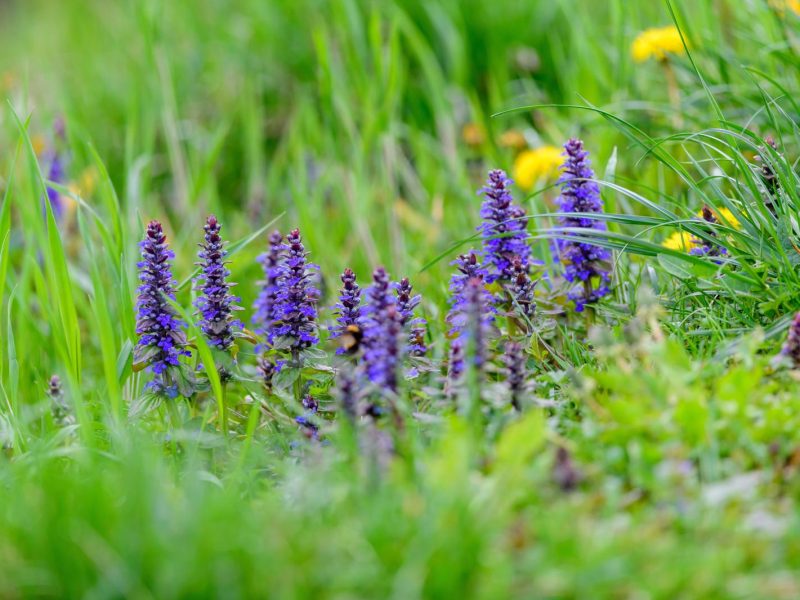 Bugola: il segreto per un giardino rigoglioso e senza parassiti