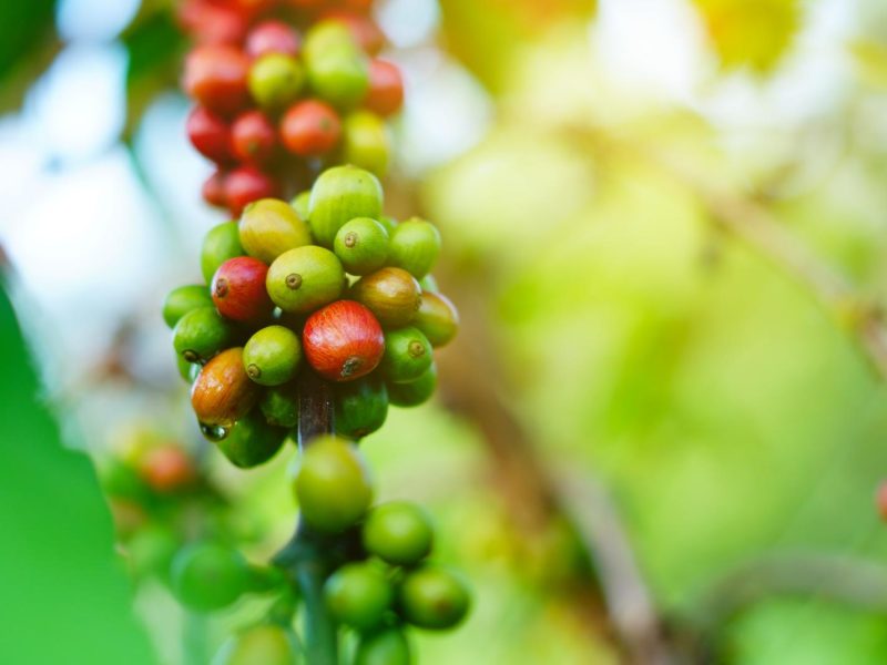 Caffè: il segreto per una giornata perfetta