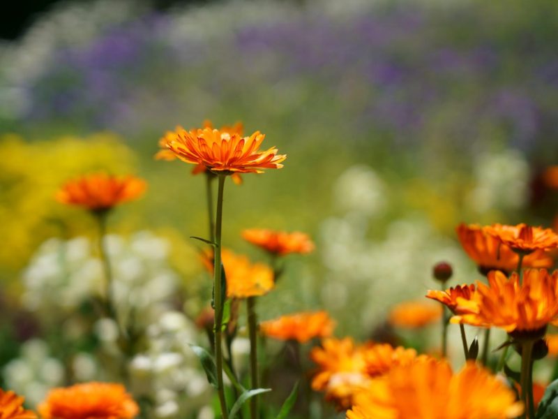 Scopri i segreti della Calendula: benefici, utilizzi e curiosità!