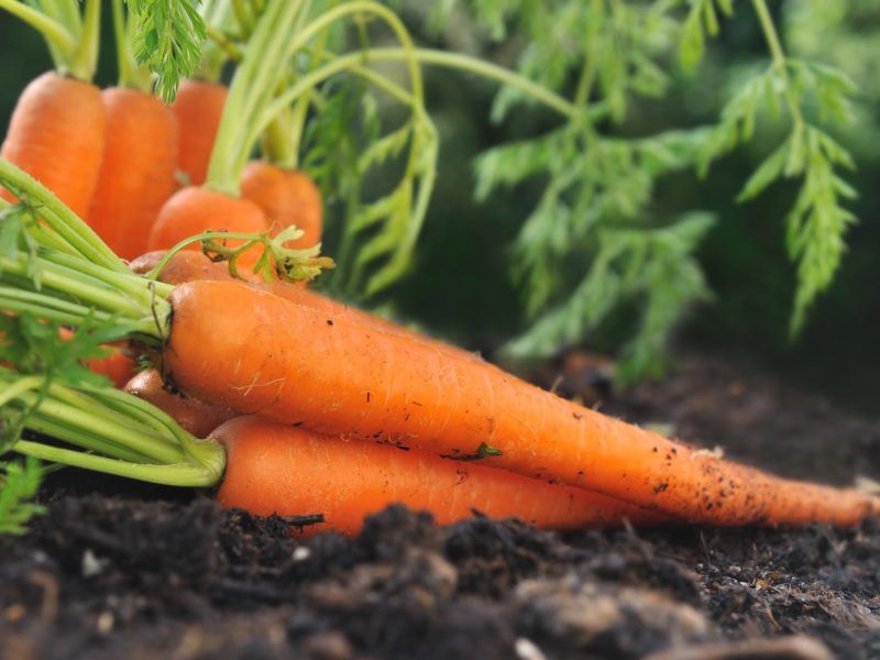 Carota: il superfood che non può mancare nella tua dieta quotidiana