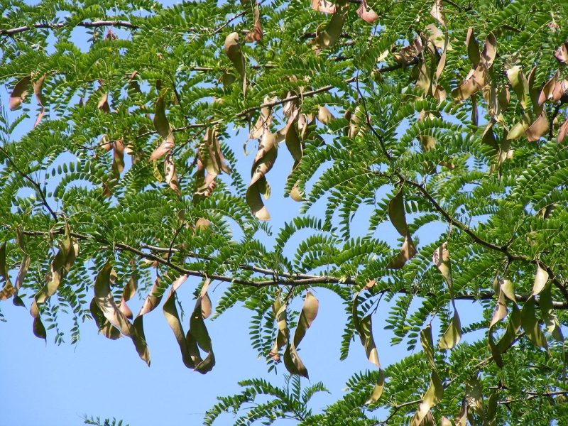 Carrubo: il superfood mediterraneo che sta conquistando il mondo