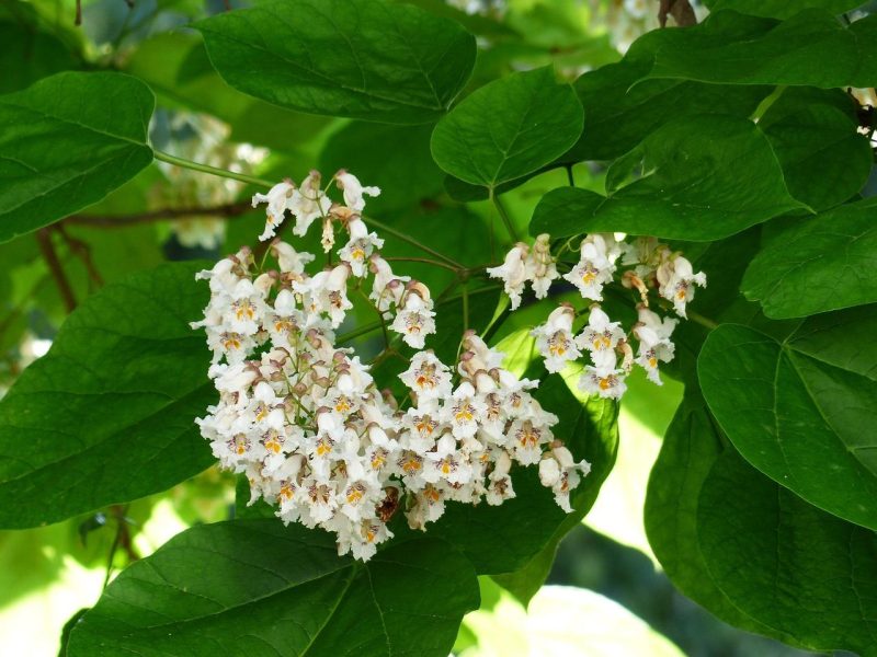 Catalpa: l’albero che conquista il giardino con la sua bellezza e versatilità