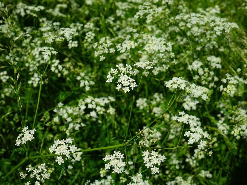 Cerfoglio: il segreto di bellezza nascosto nell’erbe aromatiche