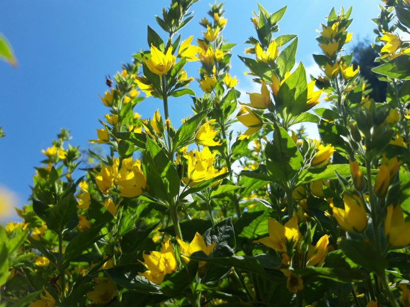Chaparral: il segreto dietro la flora unica di questo ecosistema