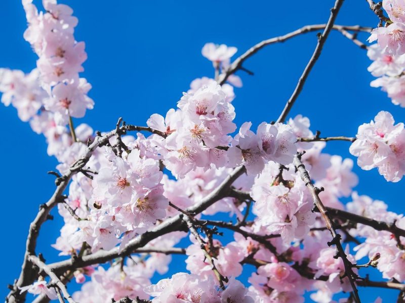 Ciliegi in fiore: la bellezza delicata della primavera