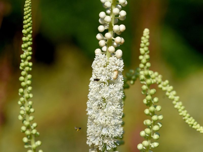 Cimicifuga: Il segreto di bellezza naturale per una pelle luminosa e giovane