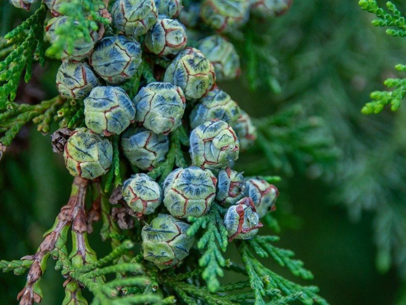 Cipresso: il segreto per un giardino da favola