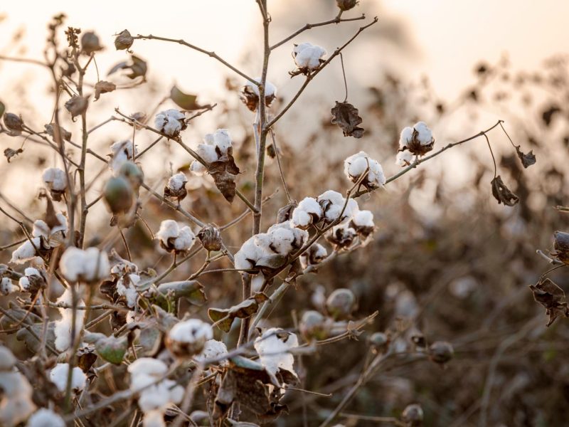 Cotone: il tessuto che ha rivoluzionato la moda e l’industria tessile