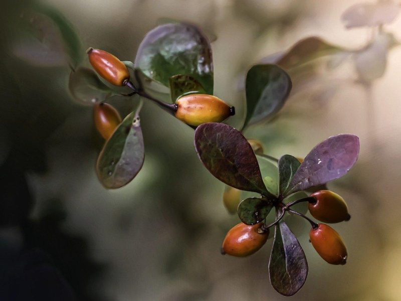 Crespino: il segreto per una chioma voluminosa e luminosa