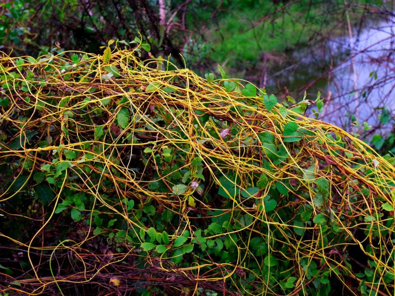 Cuscuta: la pianta parassita che sta invadendo i nostri giardini