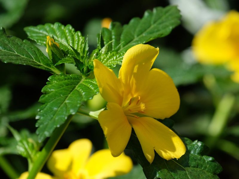 Damiana: la pianta afrodisiaca che sta conquistando il mondo