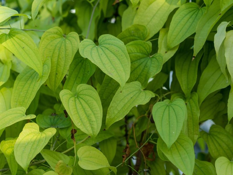 Dioscorea: il segreto alimentare per una salute straordinaria