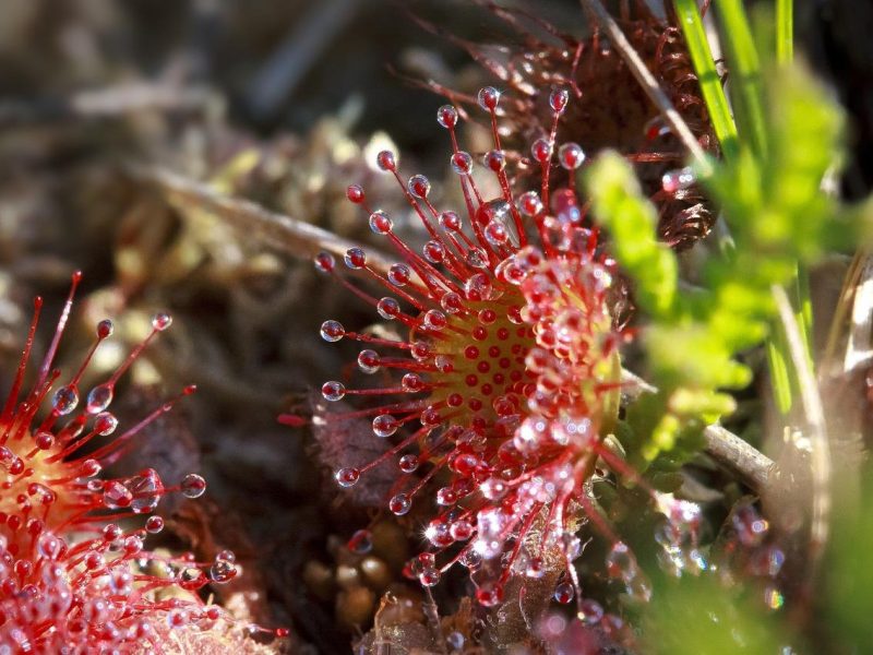 Drosera: la pianta carnivora che ti sorprenderà!