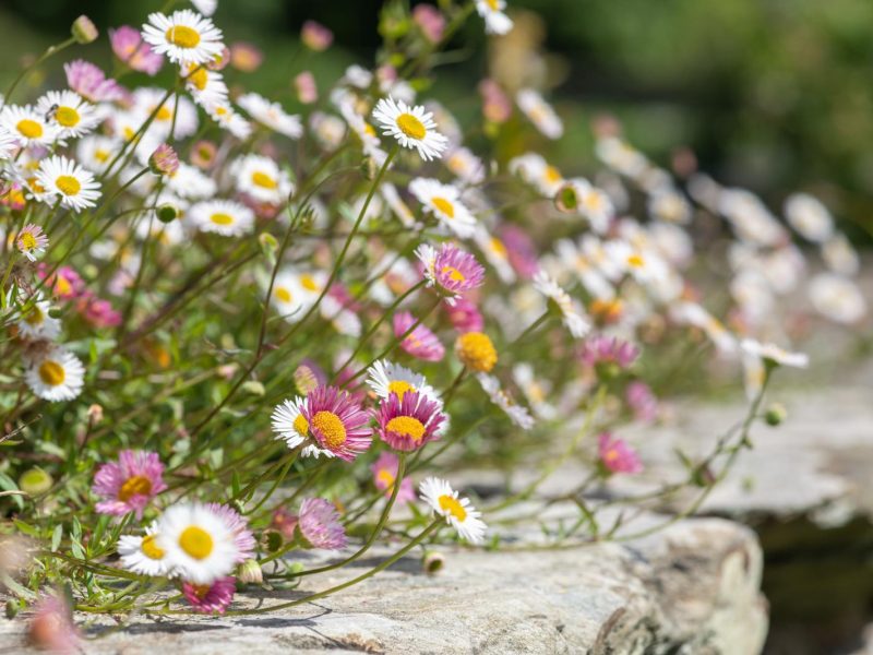 Erigeron: la pianta miracolosa che sta conquistando il mondo verde