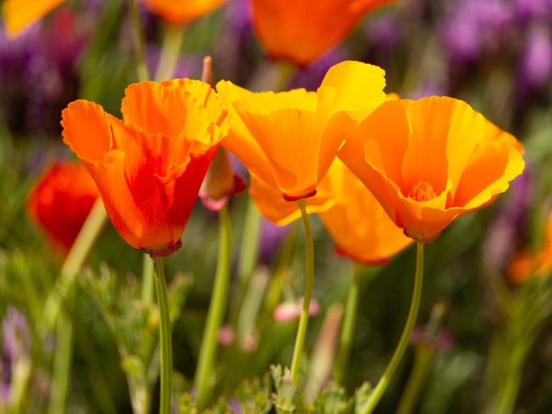 Escolzia: il fiore miracoloso per la tua salute e il tuo benessere