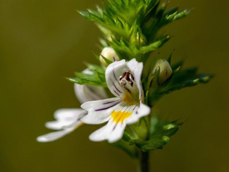 Eufrasia: il segreto di bellezza delle antiche dee