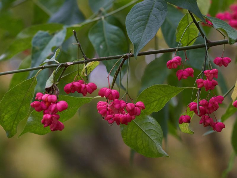 Evonimo: il segreto per un giardino perfetto tutto l’anno