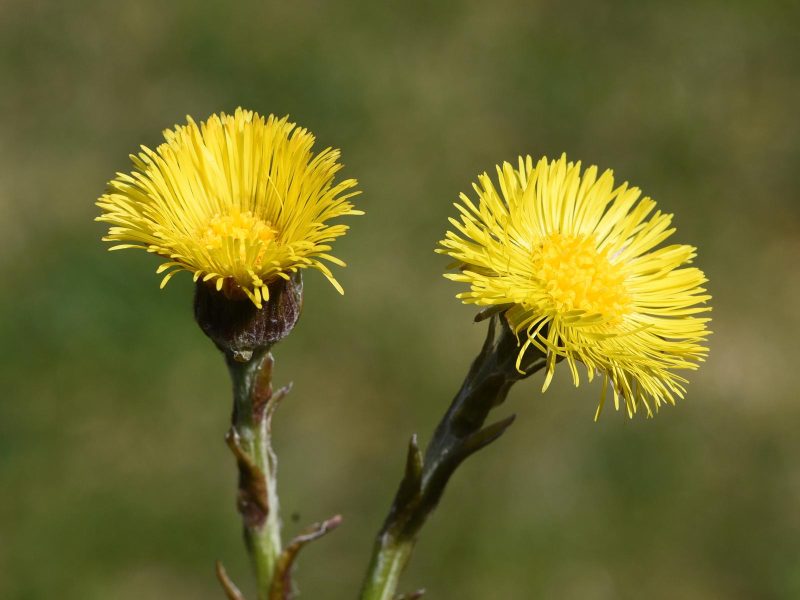 Farfara: il segreto della pianta miracolosa per la salute e il benessere