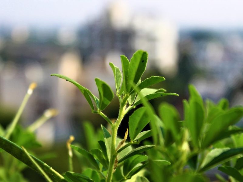 Scopri i benefici del Fieno Greco: un superfood per la salute e il benessere!