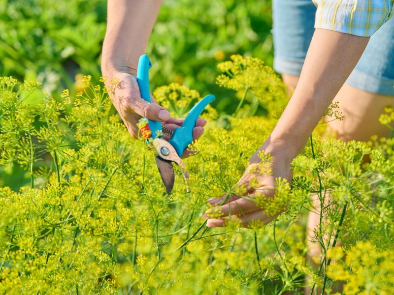 Finocchio: il superfood che non conosci ancora e le sue incredibili proprietà benefiche