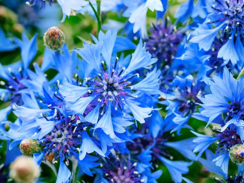 Fiordaliso: il fiore che incanta cuori e giardini
