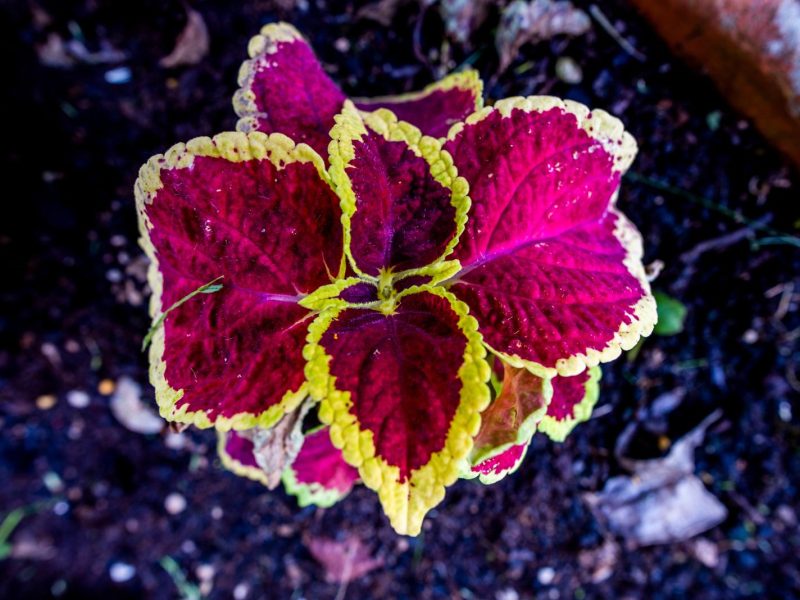 Forskolin: il segreto per dimagrire in modo naturale e veloce!