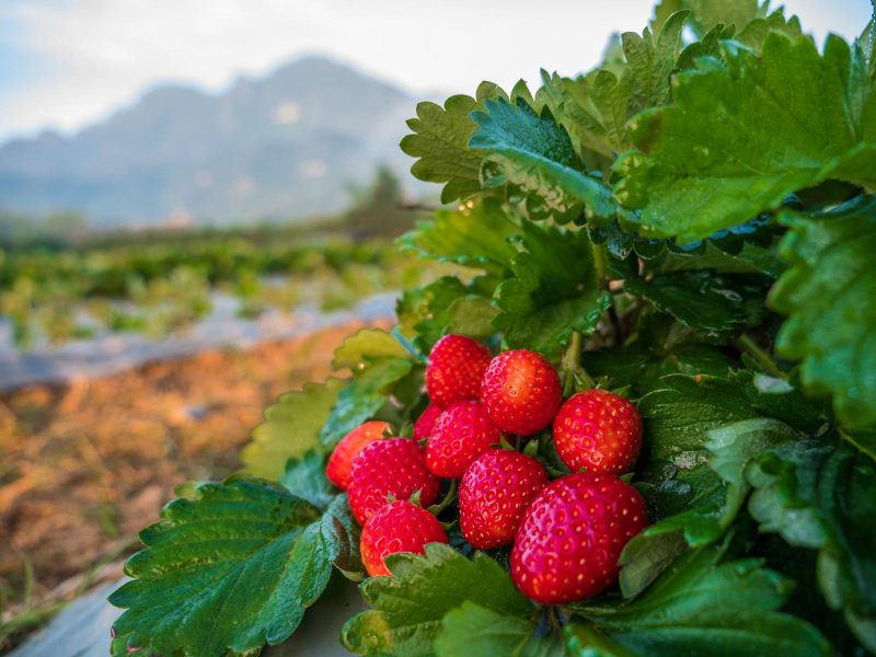 Fragola: il frutto rosso che conquista il palato e il cuore