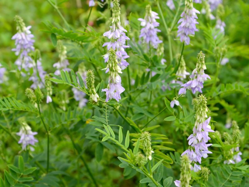 Galega: il superfood segreto per una salute strepitosa