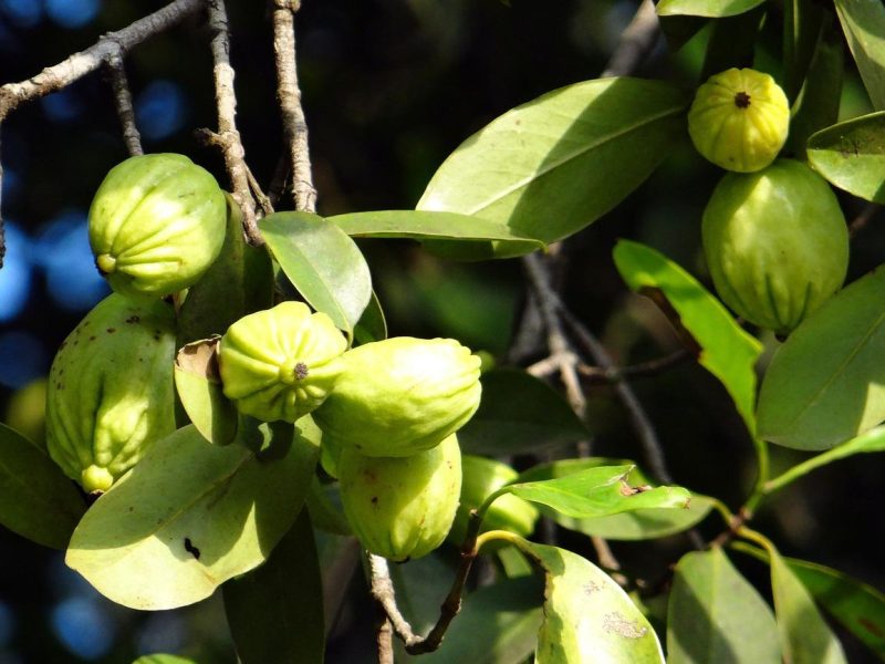 Garcinia: il segreto per perdere peso in modo naturale e veloce