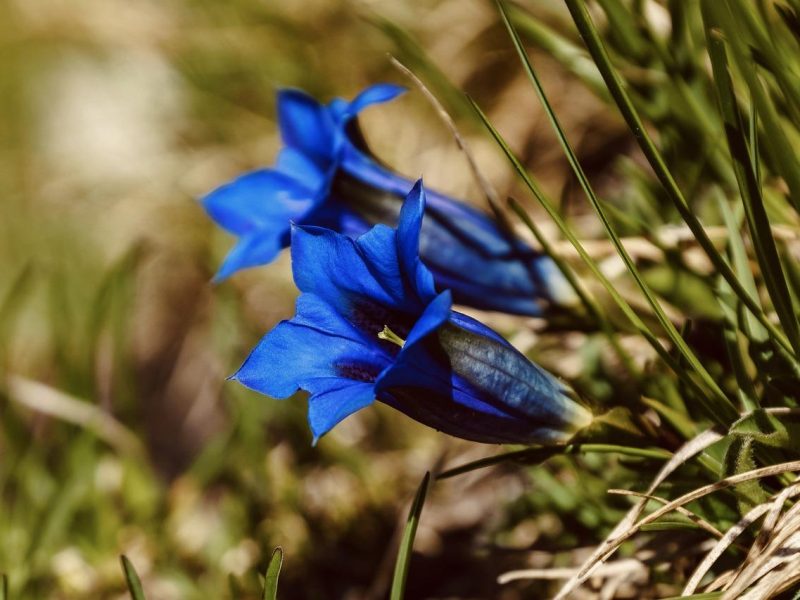 Genzianella: la meravigliosa bellezza dei fiori di montagna
