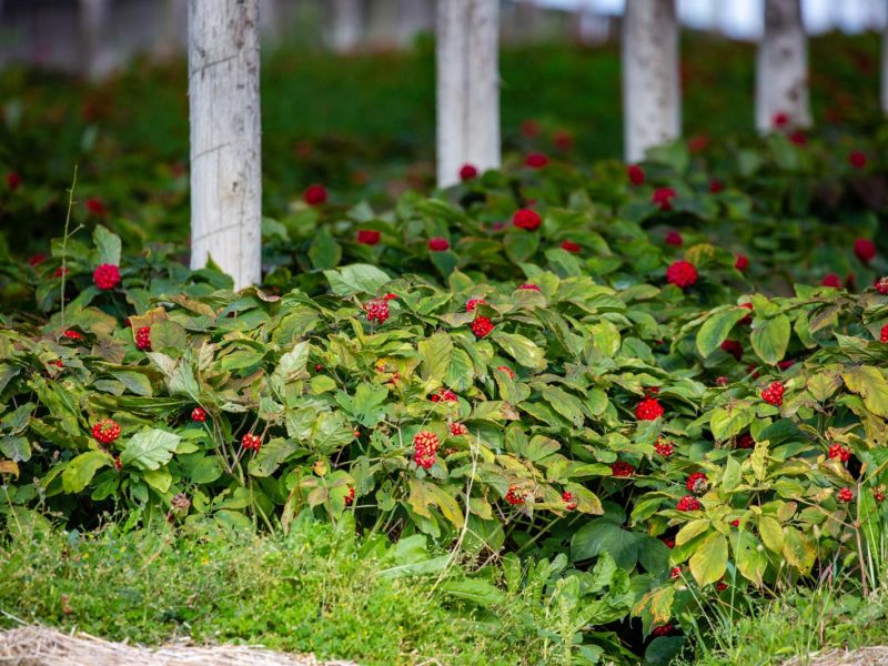 Segreti e benefici del Ginseng: scopri tutto quello che devi sapere!