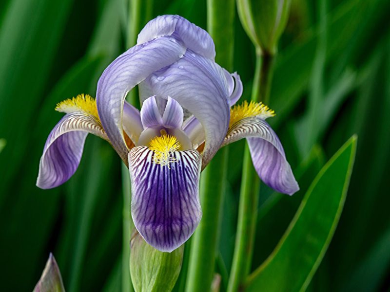 Iris: il segreto dietro il fiore più misterioso e affascinante del giardino