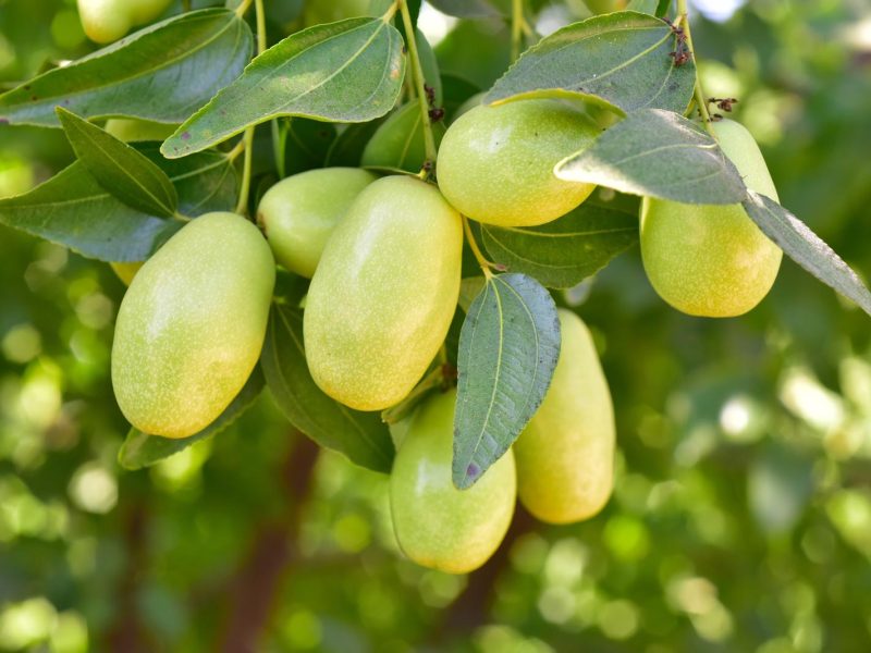 Jojoba: il segreto di bellezza per una pelle luminosa e idratata